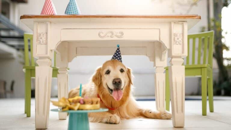 מסיבת יום הולדת לכלב שלי